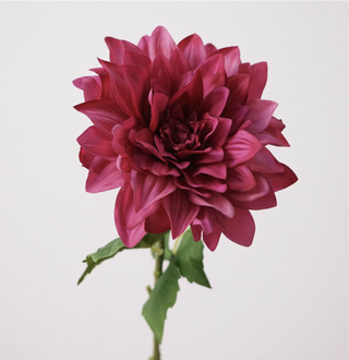 Dahlia Stem - Rose Red