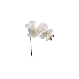 Orchid Stem - Multiple Color Options