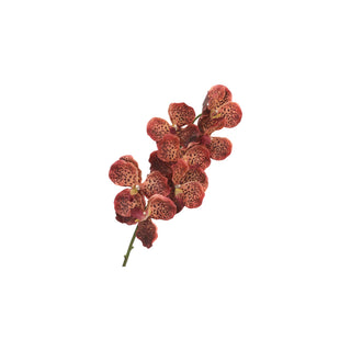 Orchid Stem - Multiple Color Options
