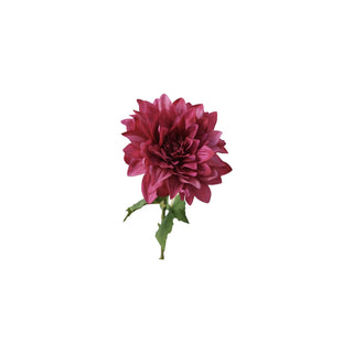 Dahlia Stem - Rose Red