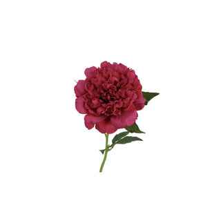 Peony Stem - Multiple Color Options