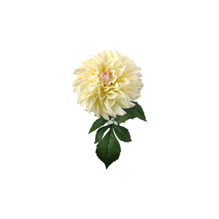 Dahlia Stem - Multiple Color Options