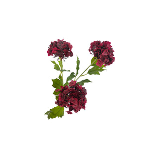 Woody Hydrangea Stem - Dark Red