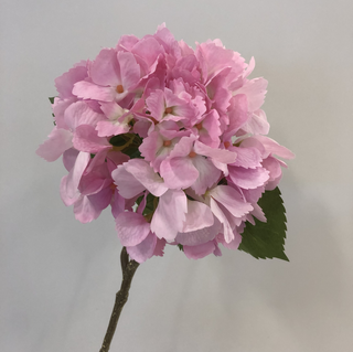 Ocean Hydrangea Stem - Pink