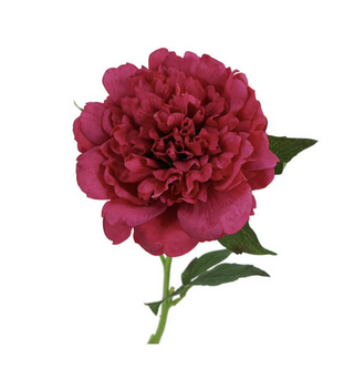 Peony Stem - Rose Red