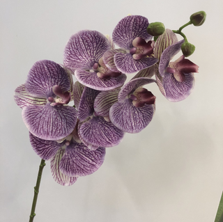 Orchid Stem - Purple