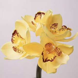 Cymbidium Orchid Stem - Yellow