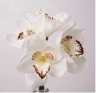 Cymbidium Orchid Stem - White
