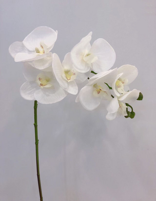 Orchid Stem - White
