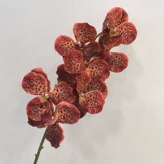 Orchid Stem - Red