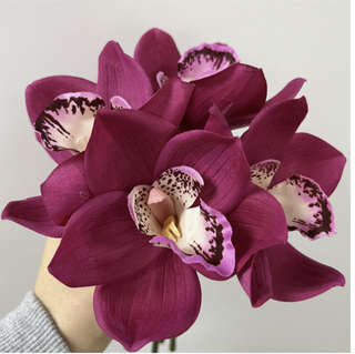 Cymbidium Orchid Stem - Rose Red