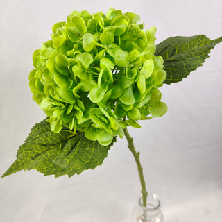 Hydrangea Stem - Green
