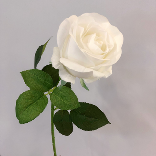 Rose Stem - Venus White